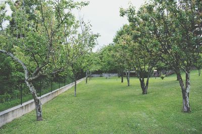 Trees growing in park