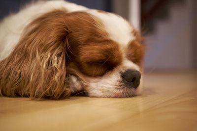 Close-up of a dog sleeping