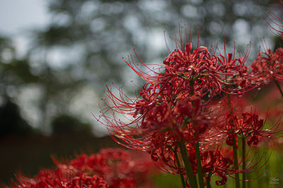Close-up of red flowering plant