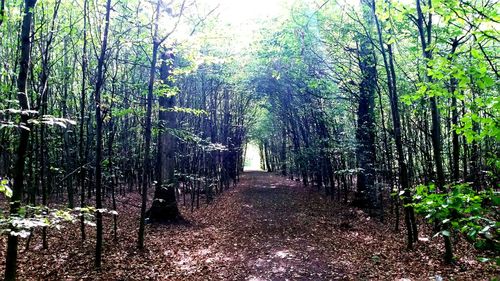 Pathway along trees in forest