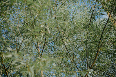 Low angle view of trees against sky