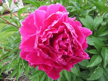 Close-up of wet pink flower blooming outdoors