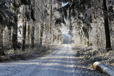 Close-up of snow covered trees against sky