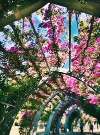 Low angle view of pink flowers