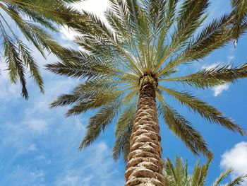 Low angle view of palm tree against blue sky