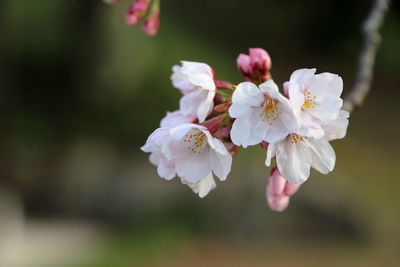 Close-up of pink cherry blossoms