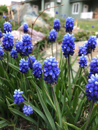 Close-up of purple flowering plants