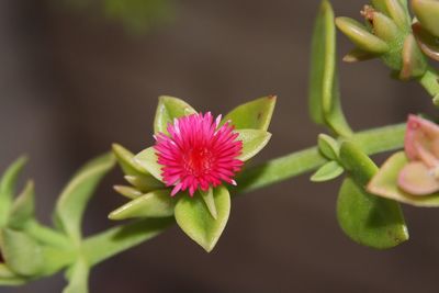 Close-up of pink flowers