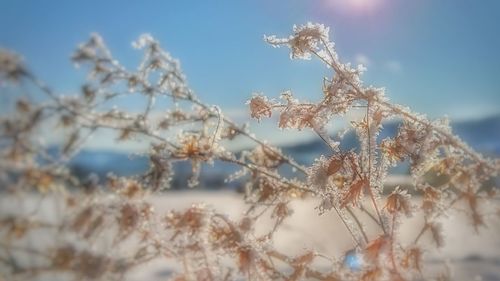 Low angle view of flowers on tree