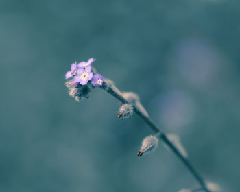 Close-up of blue flowering plant