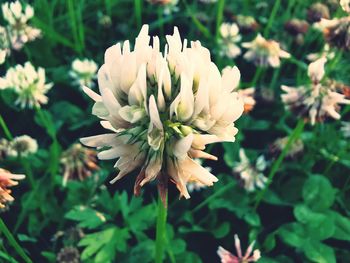 Close-up of white flowering plant on field