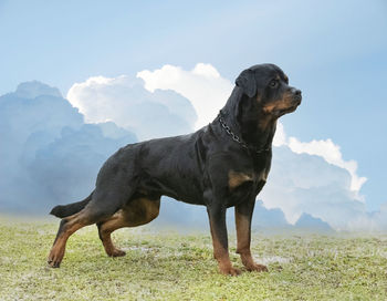 Dog standing on field