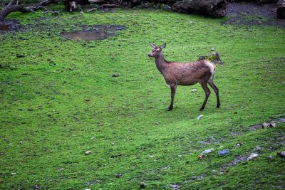 Deer standing on field