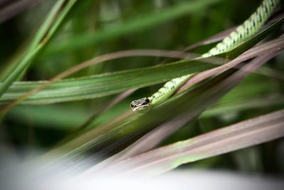 Close-up of insect on plant