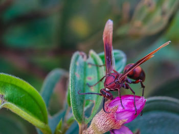 Close-up of insect on plant