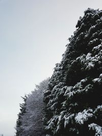 Low angle view of trees against clear sky