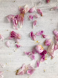 Close-up of pink flowers on wood