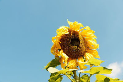 Close-up of yellow sunflower against sky