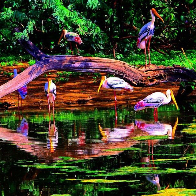 water, pond, tree, park - man made space, reflection, flower, lake, plant, fountain, nature, growth, outdoors, day, bird, beauty in nature, green color, formal garden, tranquility