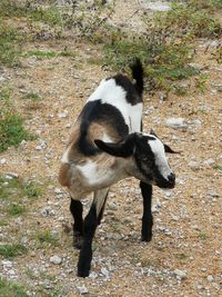 Black dog standing on field