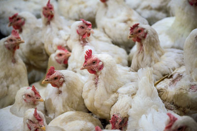 High angle view of chickens at farm