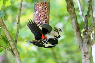 Close-up of bird perching on tree trunk