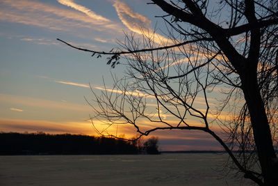 Silhouette of trees at sunset