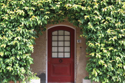Exterior of ivy on house