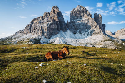 View of a dog on field against mountain range
