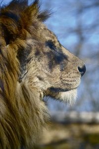 Close-up of lion against sky