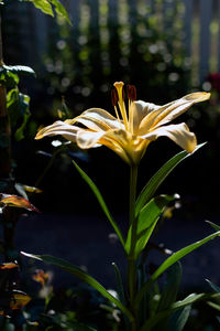 Close-up of yellow flowering plant