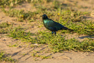 Bird perching on a land