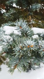 Close-up of tree branch in water