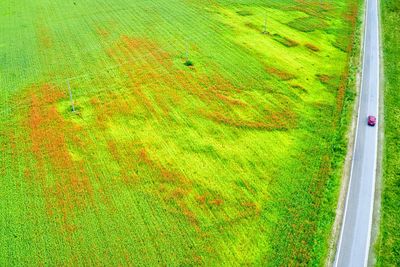 High angle view of agricultural field