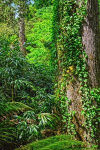 Trees growing in forest