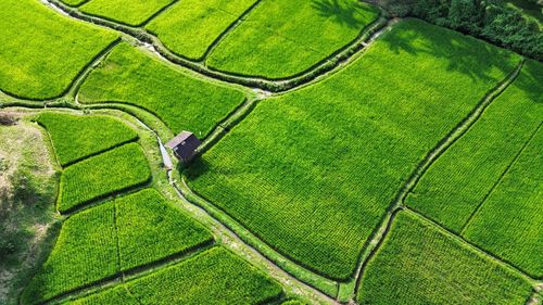 High angle view of agricultural field