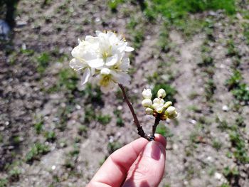 Close-up of hand holding small white flowering plant