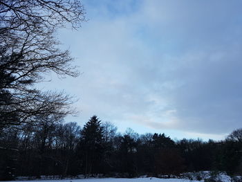 Low angle view of trees against sky