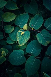 High angle view of green leaves