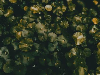 Full frame shot of water on plant