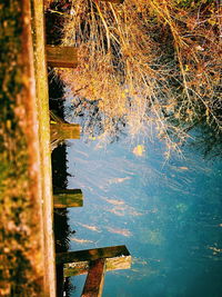 High angle view of trees by lake