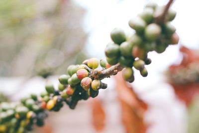 Close-up of coffee growing in cavite