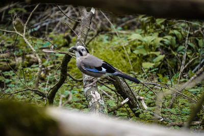 Bird perching on a branch