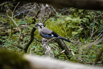 Eurasian jay among in the forest grass