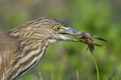 Close-up of bird carrying prey in beak