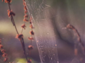 Cobweb forest