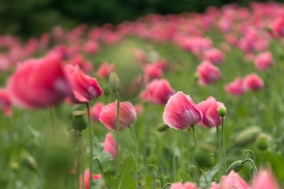 Close-up of pink tulips on field