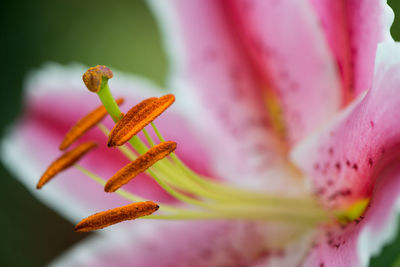 Close-up of lily stamens