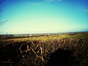 Scenic view of field against clear sky