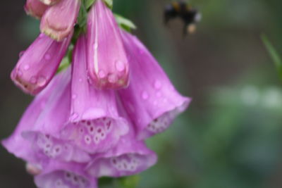 Close-up of wet purple flower blooming outdoors